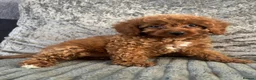 Cavapoo dogs for sale: 1 Stunning Redfox F1B teddy toy cavapoo available  - Advert 7