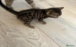 Bengal cats for sale: 3 beautiful bengal kittens - Image 9