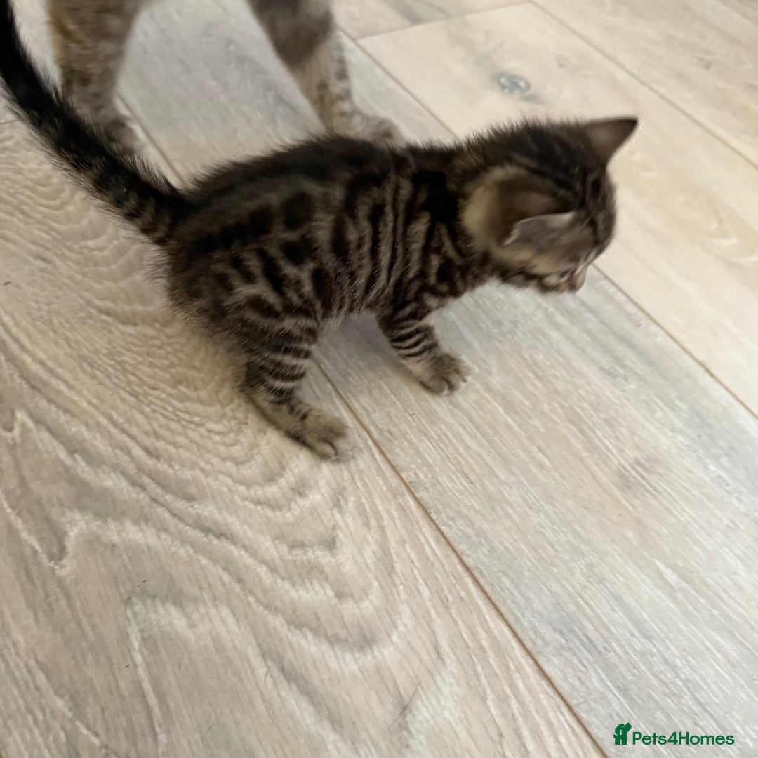 Bengal cats for sale: 3 beautiful bengal kittens - Image 9