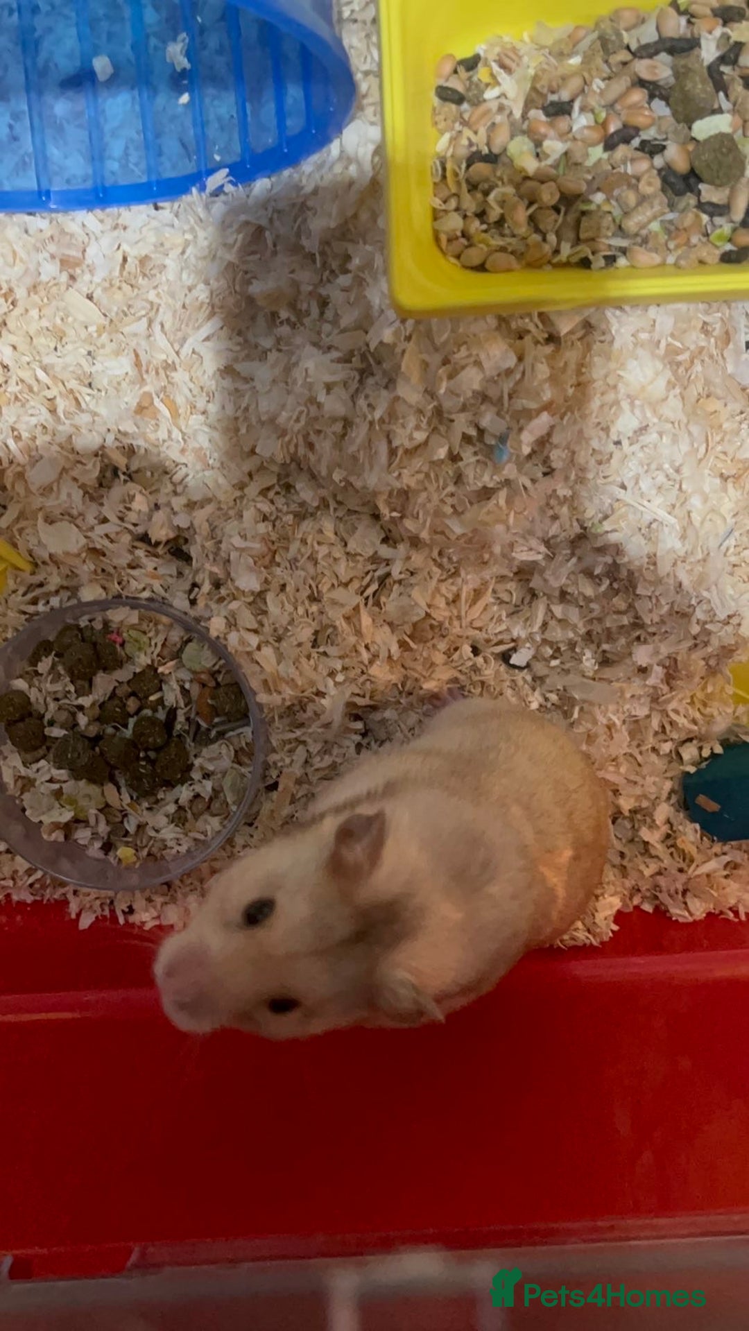 Hamster rodents for sale: hamster for sale  - Advert 5