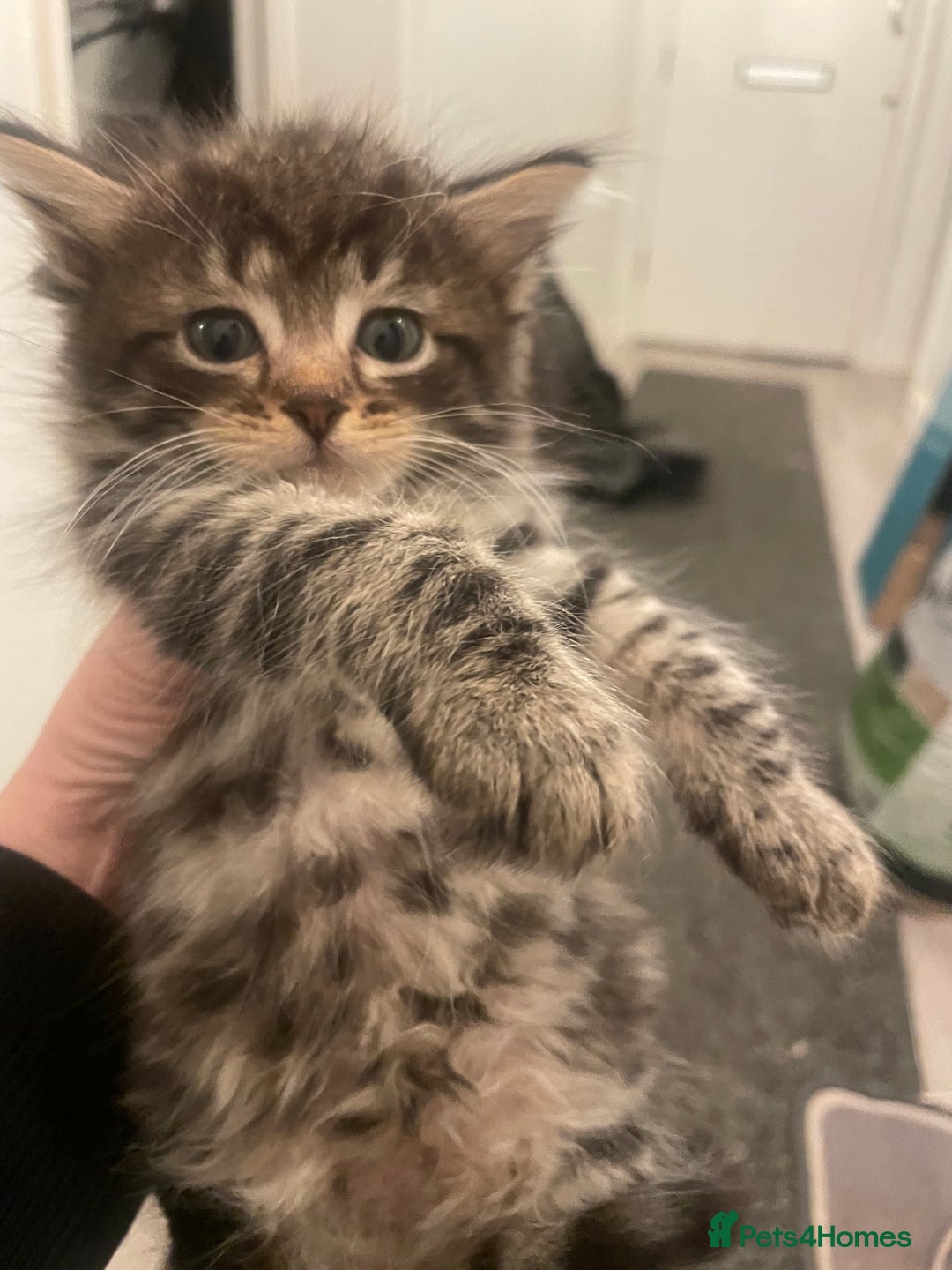 Mixed Breed cats for sale: Half bengal  - Image 11