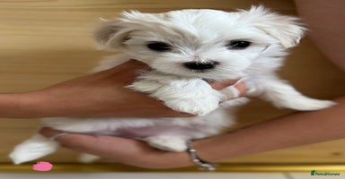 Maltese dogs - Advert 4