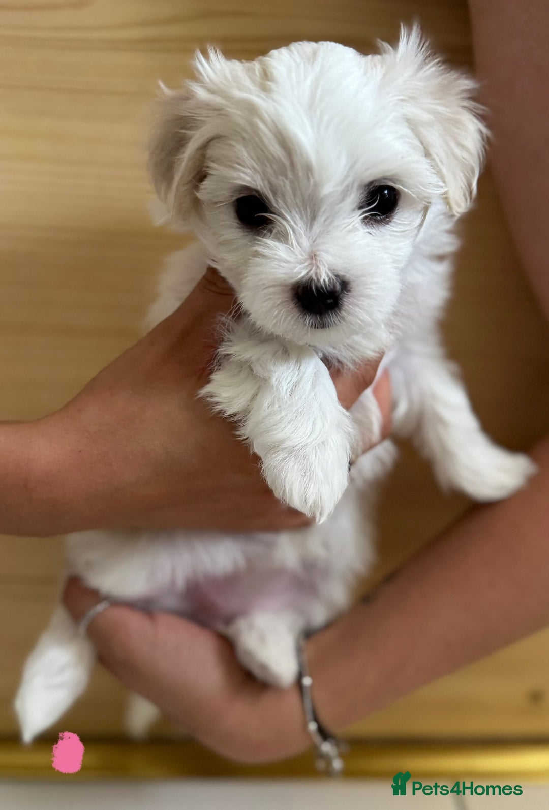 Maltese dogs for sale: 5 Generation KC registered Maltese - Image 17
