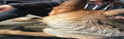 German Shepherd dogs for sale: URGENT!! GERMAN SHEPHERD needing to be rehomed! - Advert 5