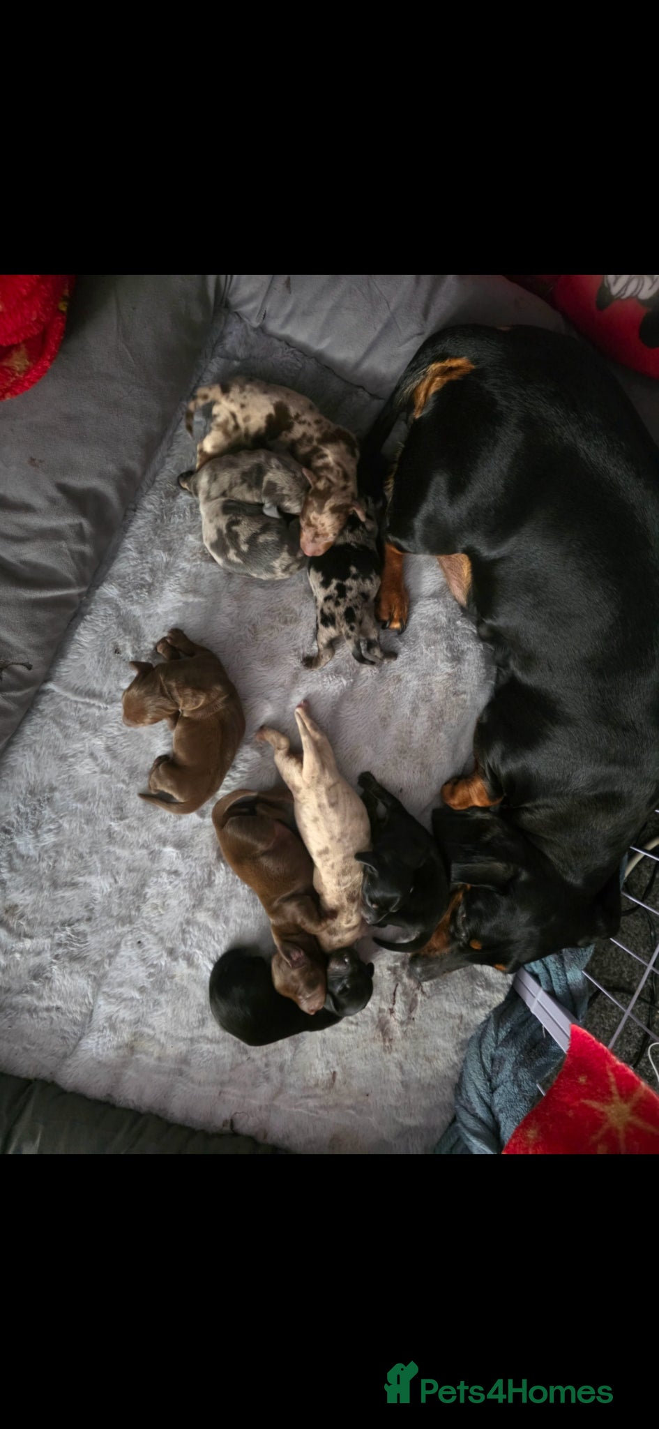Miniature Dachshund dogs  Miniature Dachshund Puppies Seeking Loving Homes - Advert 1