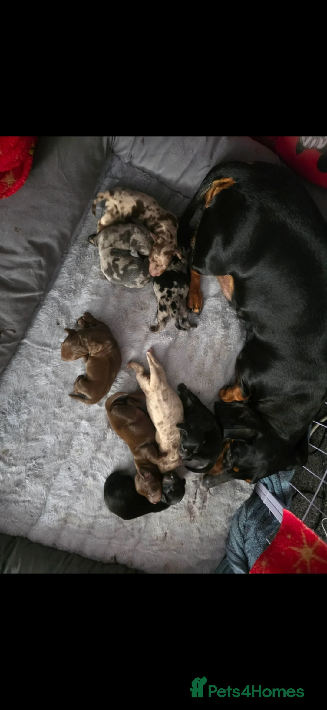 Miniature Dachshund dogs for sale:  Miniature Dachshund Puppies Seeking Loving Homes - Advert 1