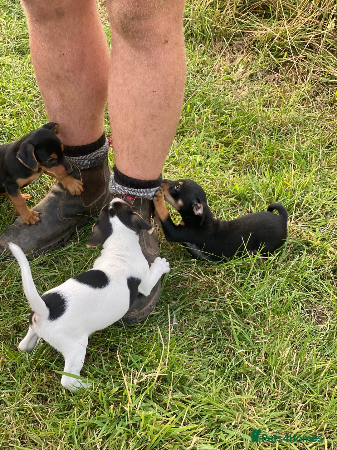 Jack Russell dogs for sale: Short legged smooth coated Jack Russell puppies  - Image 14