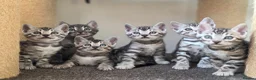 Bengal cats for sale: Gorgeous Health Tested Bengal Kittens  - Advert 6