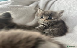 Ragdoll cats for sale: Ragdoll kittens - Image 8