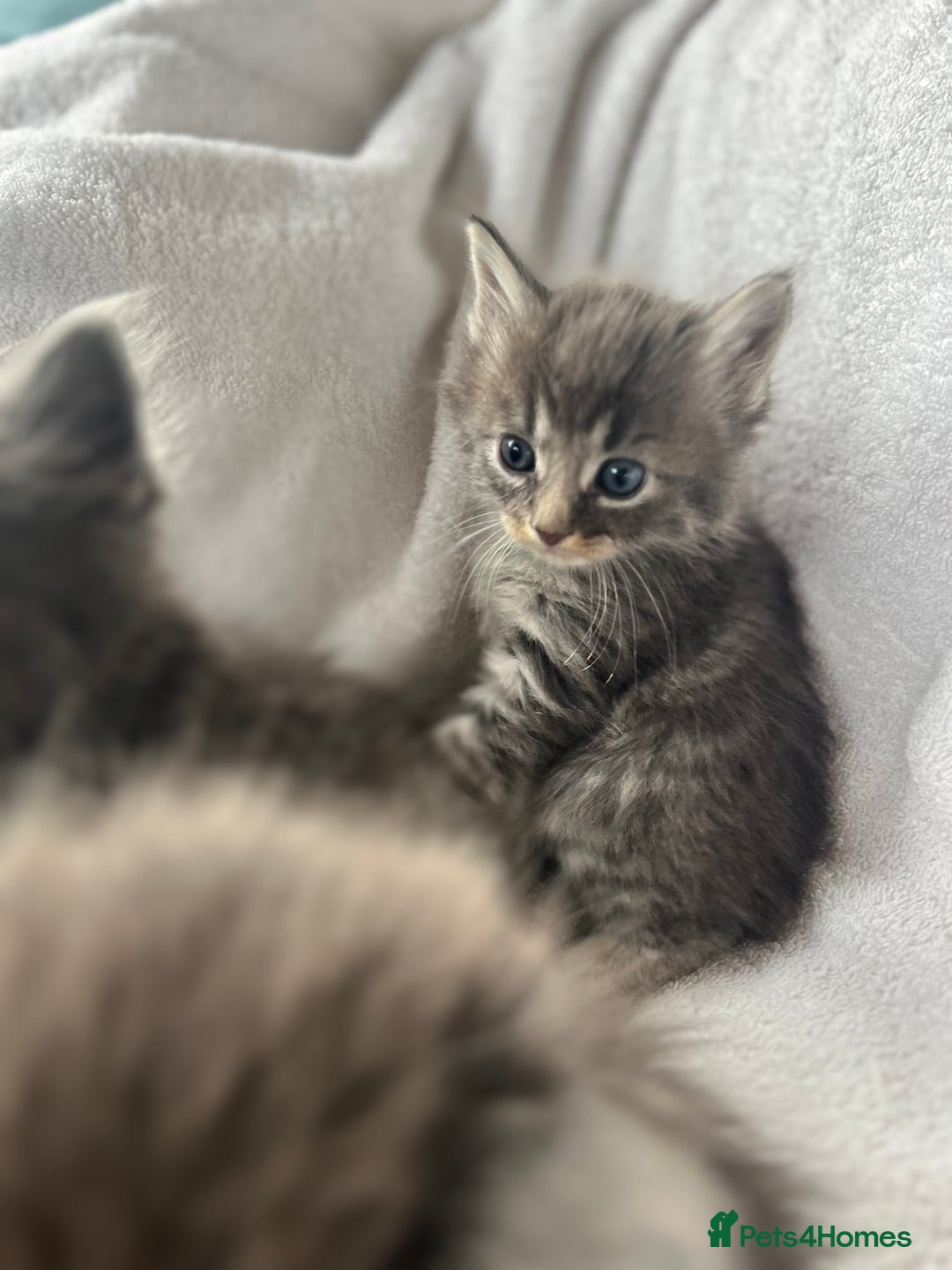 Ragdoll cats for sale: Ragdoll kittens - Image 8