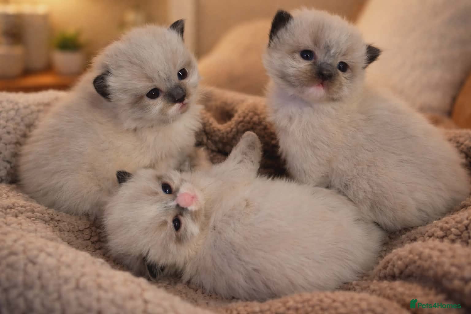 Ragdoll cats Gorgeous boys looking for new home!! - Advert 1