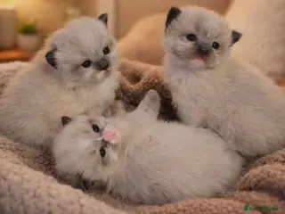 Ragdoll cats Gorgeous boys looking for new home!! - Advert 1