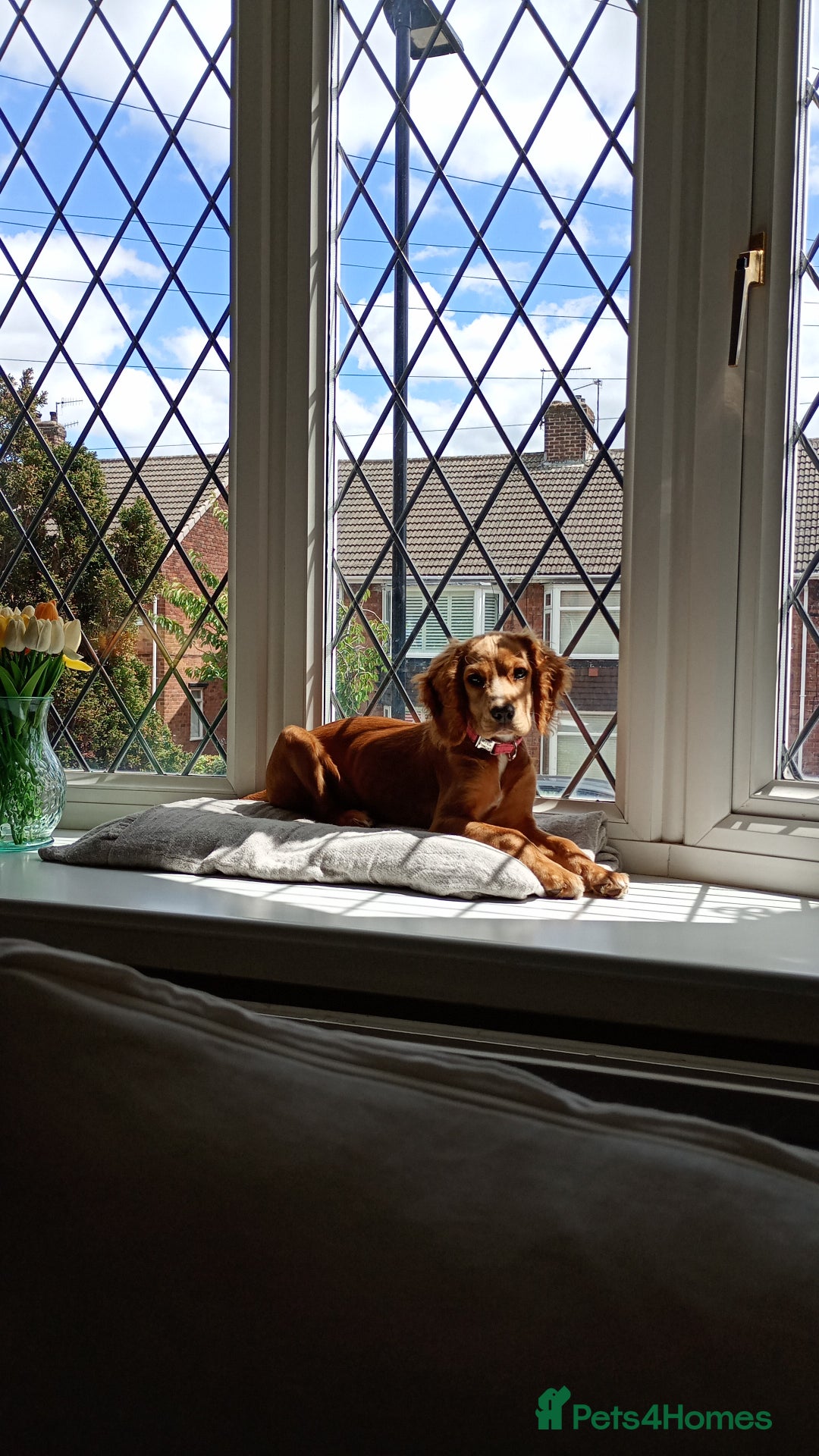 Mixed Breed dogs for sale: Spaniel Pup Rosie - Advert 2