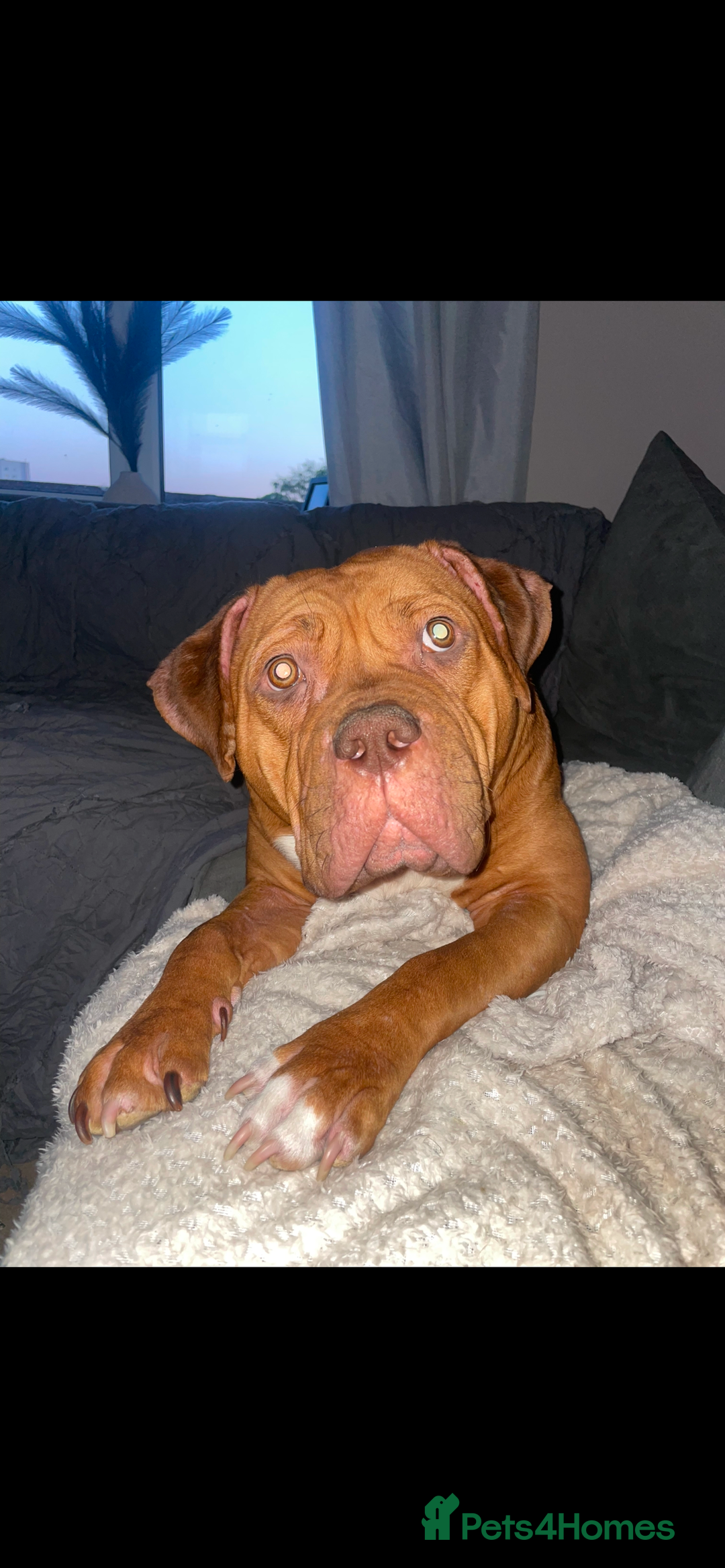 Mixed Breed dogs for sale: Beautiful Girl, sad circumstances  - Advert 9