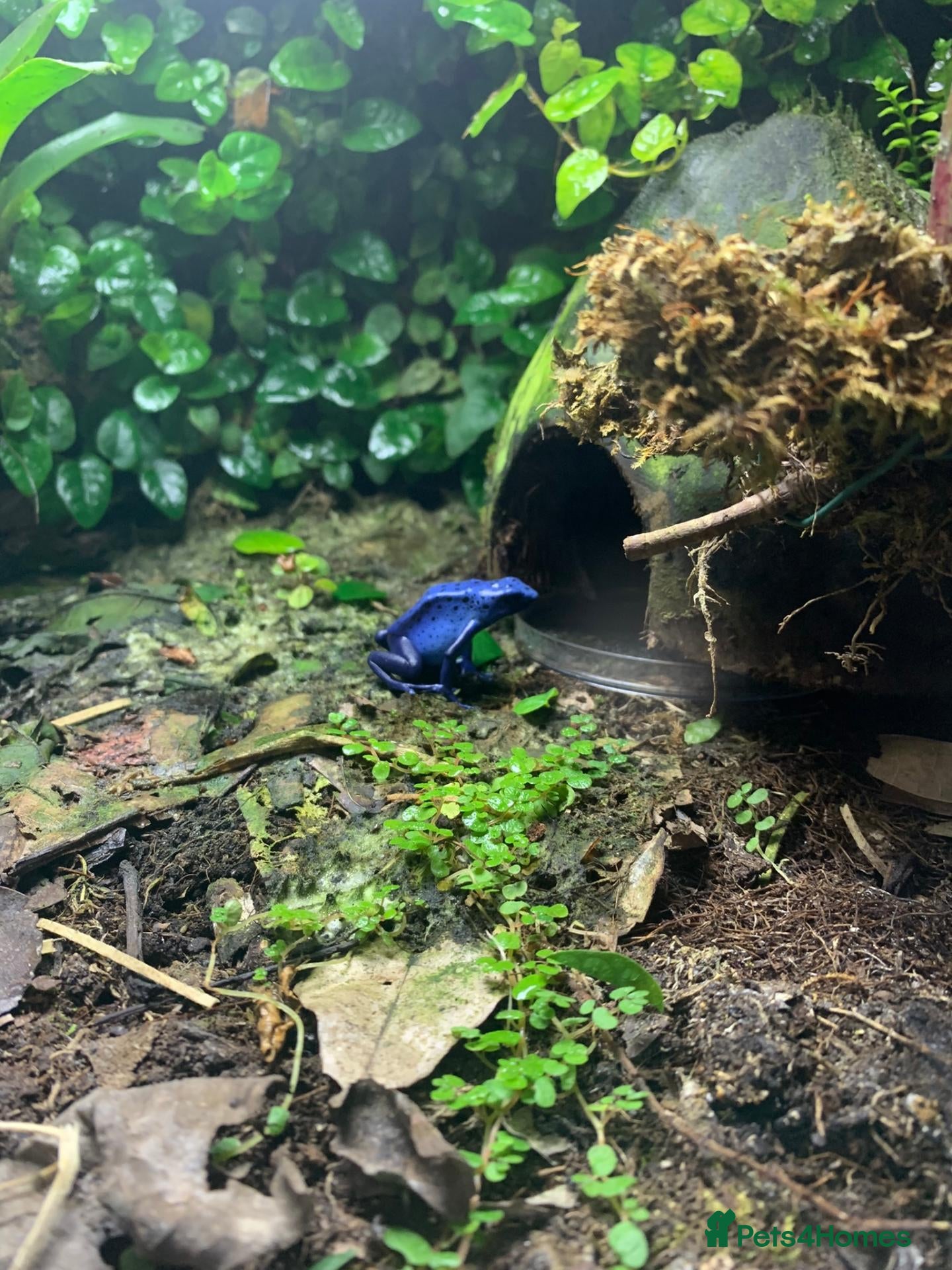 Frog reptiles for sale: Dendrobates Tinctorius Azureus Froglets 3+ OOW - Advert 4
