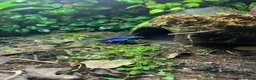 Frog reptiles for sale: Dendrobates Tinctorius Azureus Froglets 3+ OOW - Advert 1