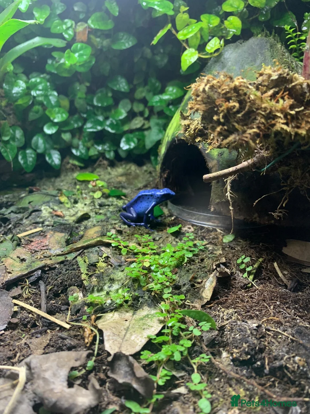 Frog reptiles for sale: Dendrobates Tinctorius Azureus Froglets 3+ OOW - Advert 1