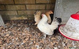 Chickens poultry for sale:  2 Female Serama Chickens + Nearly-New Grey Coop - Advert 3