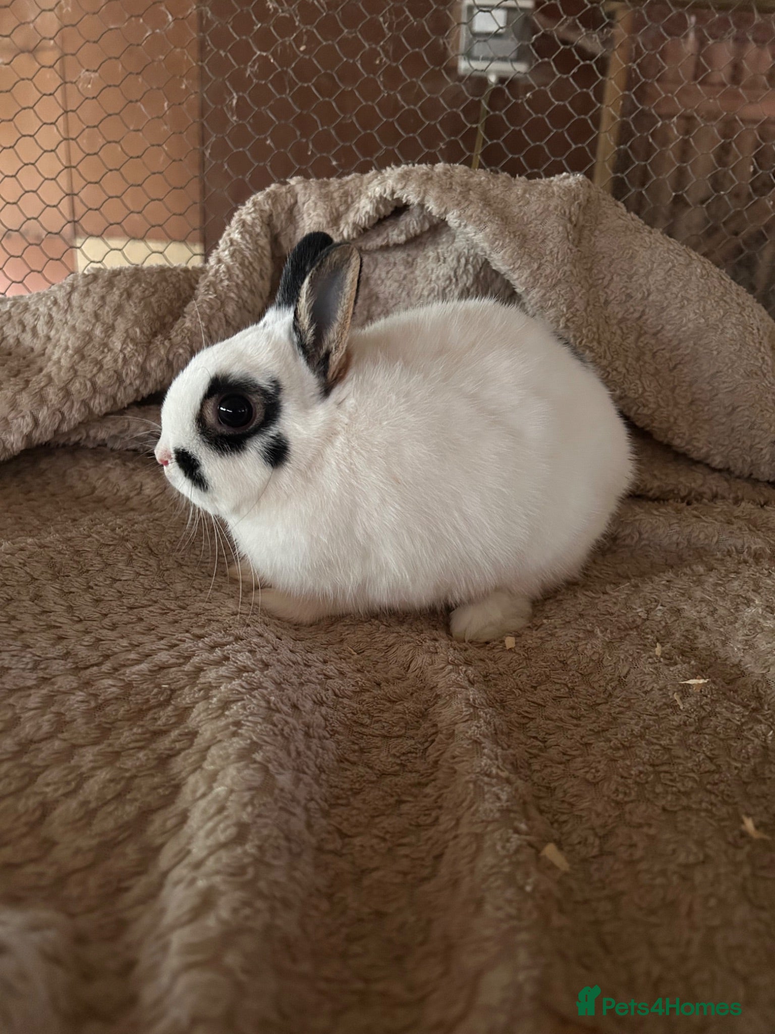 Netherland Dwarf rabbits Lovely pure Netherland Dwarf boys  - Advert 1