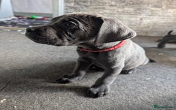 Cane Corso dogs for sale: Cane corso puppies.. - Image 19
