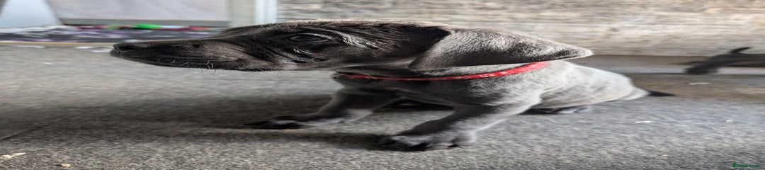 Cane Corso Puppy 3
