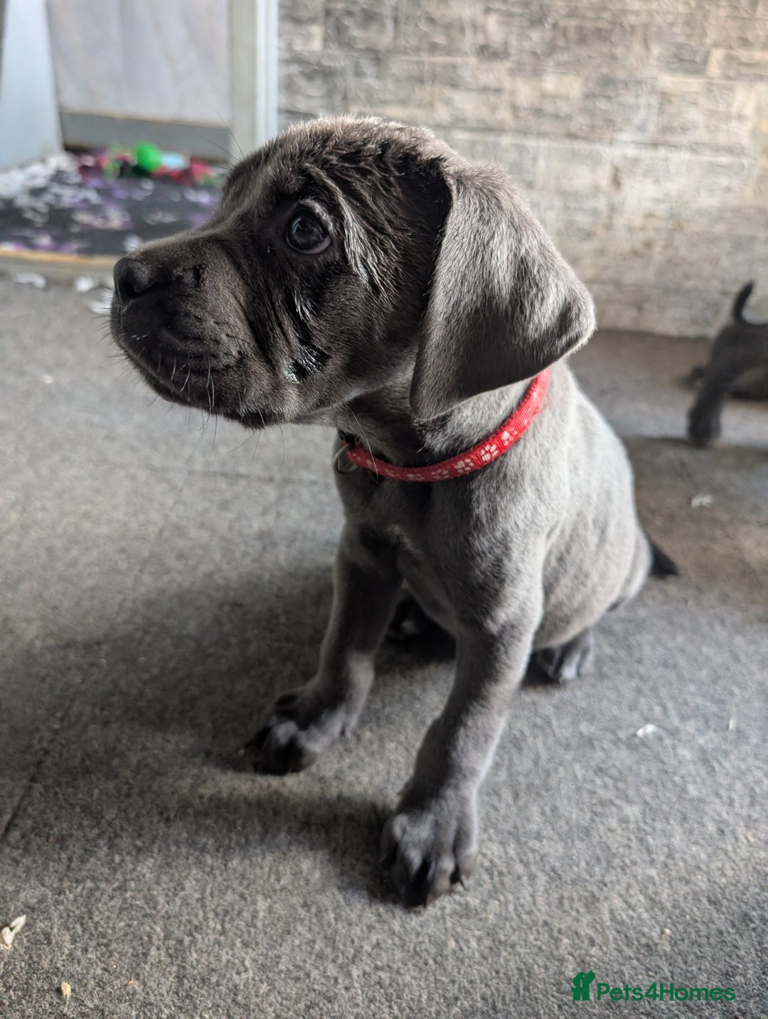 Cane Corso dogs for sale: Cane corso puppies.. - Image 19