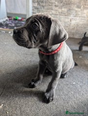 Cane Corso Puppy 3
