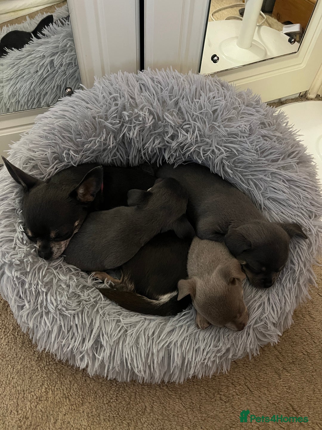 Chihuahua dogs for sale: Chihuahua - Image 9