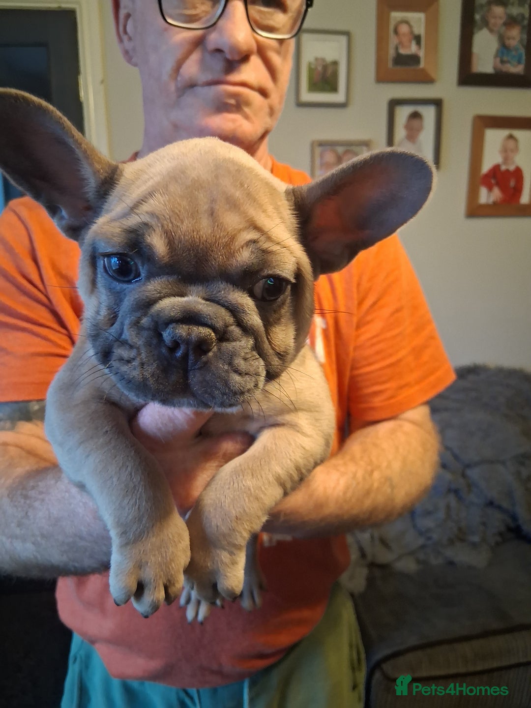 French Bulldog dogs for sale: French bulldogs - Advert 31