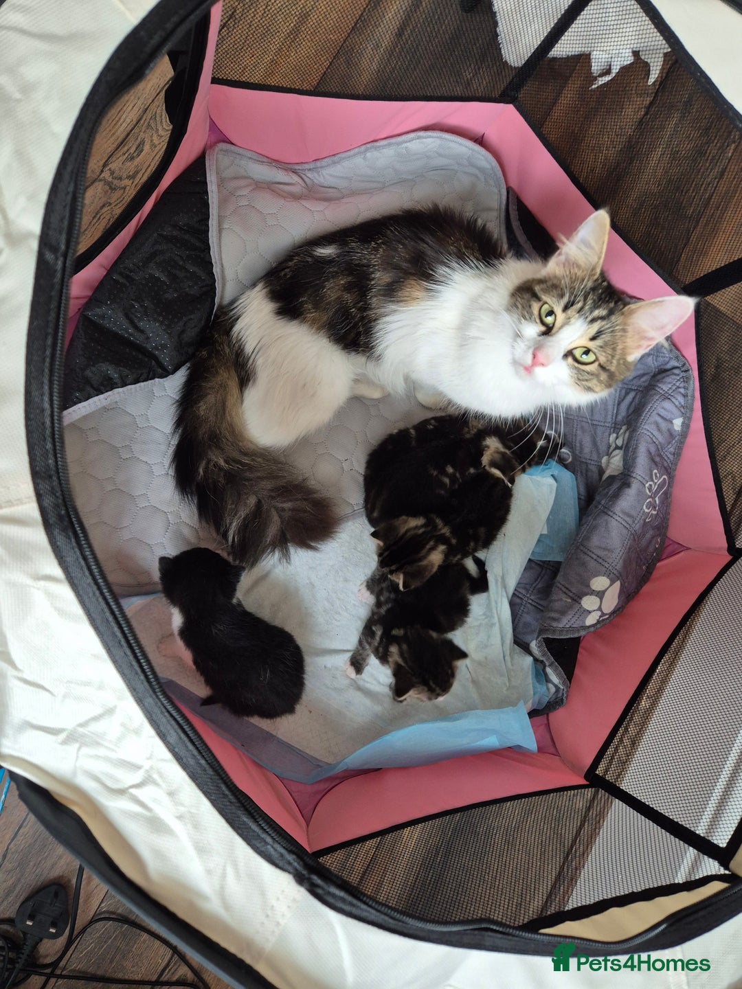 British Longhair cats for sale: 4 beautiful kittens for sale. £180 ea - Image 3