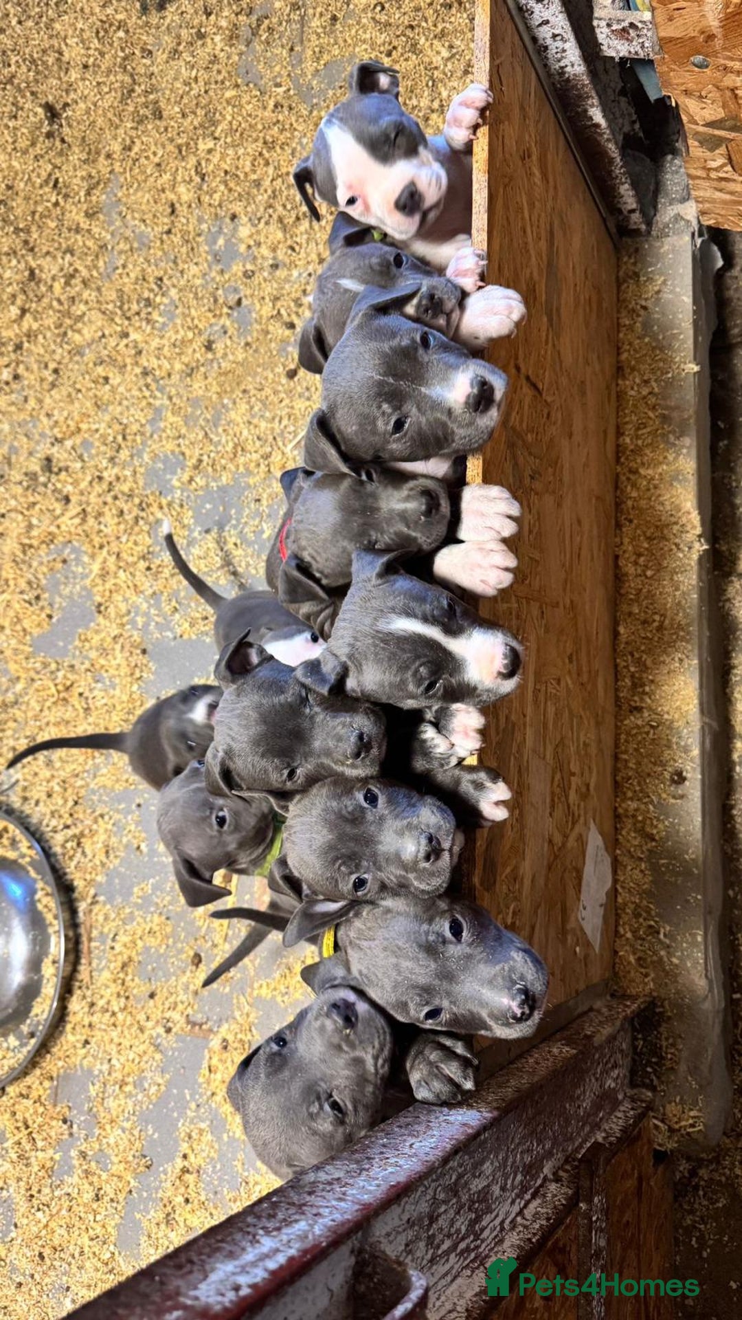 Staffordshire Bull Terrier dogs for sale: 🐶🐾Staffordshire puppies ❤️🐶 - Image 16
