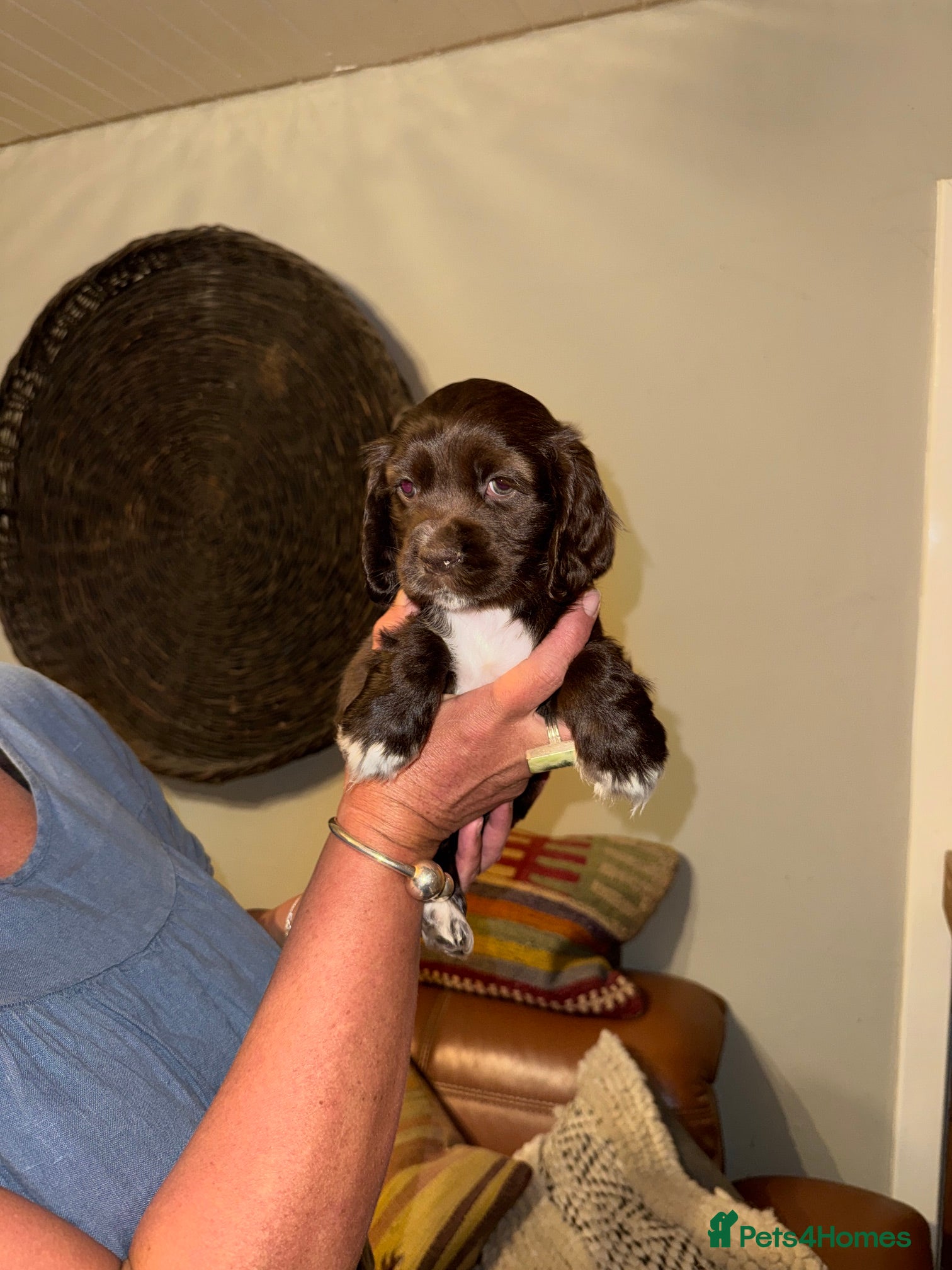 Mixed Breed dogs for sale: Stunning Colonial Cocker Spaniel Girls - Advert 16