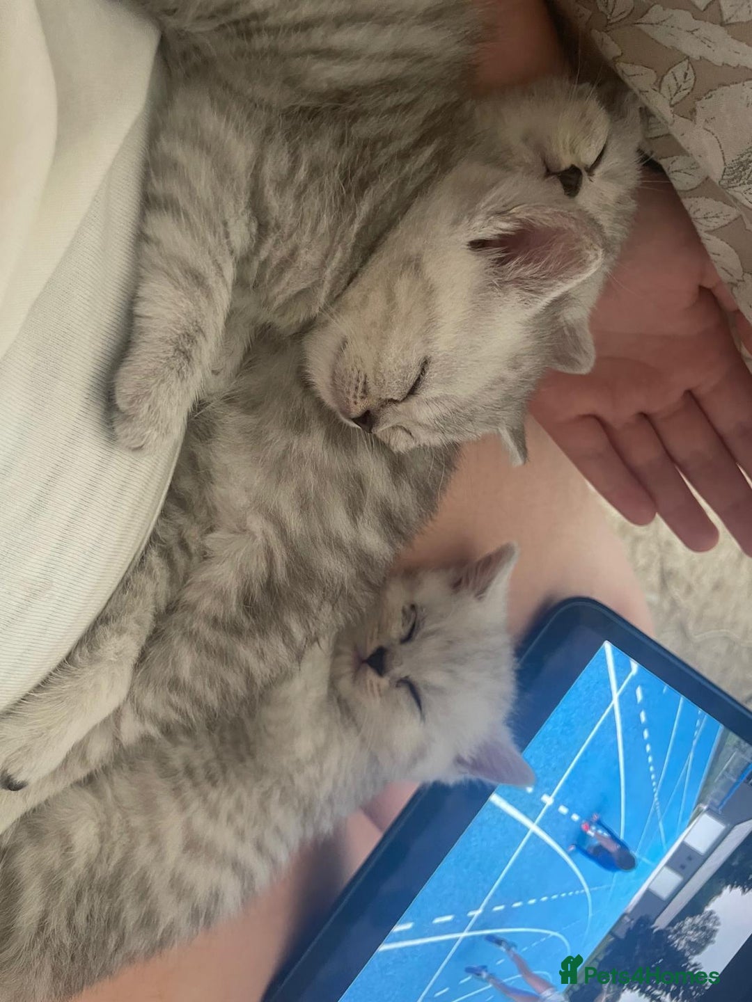 British Shorthair cats for sale: 4 beautiful kittens for sale - Image 2