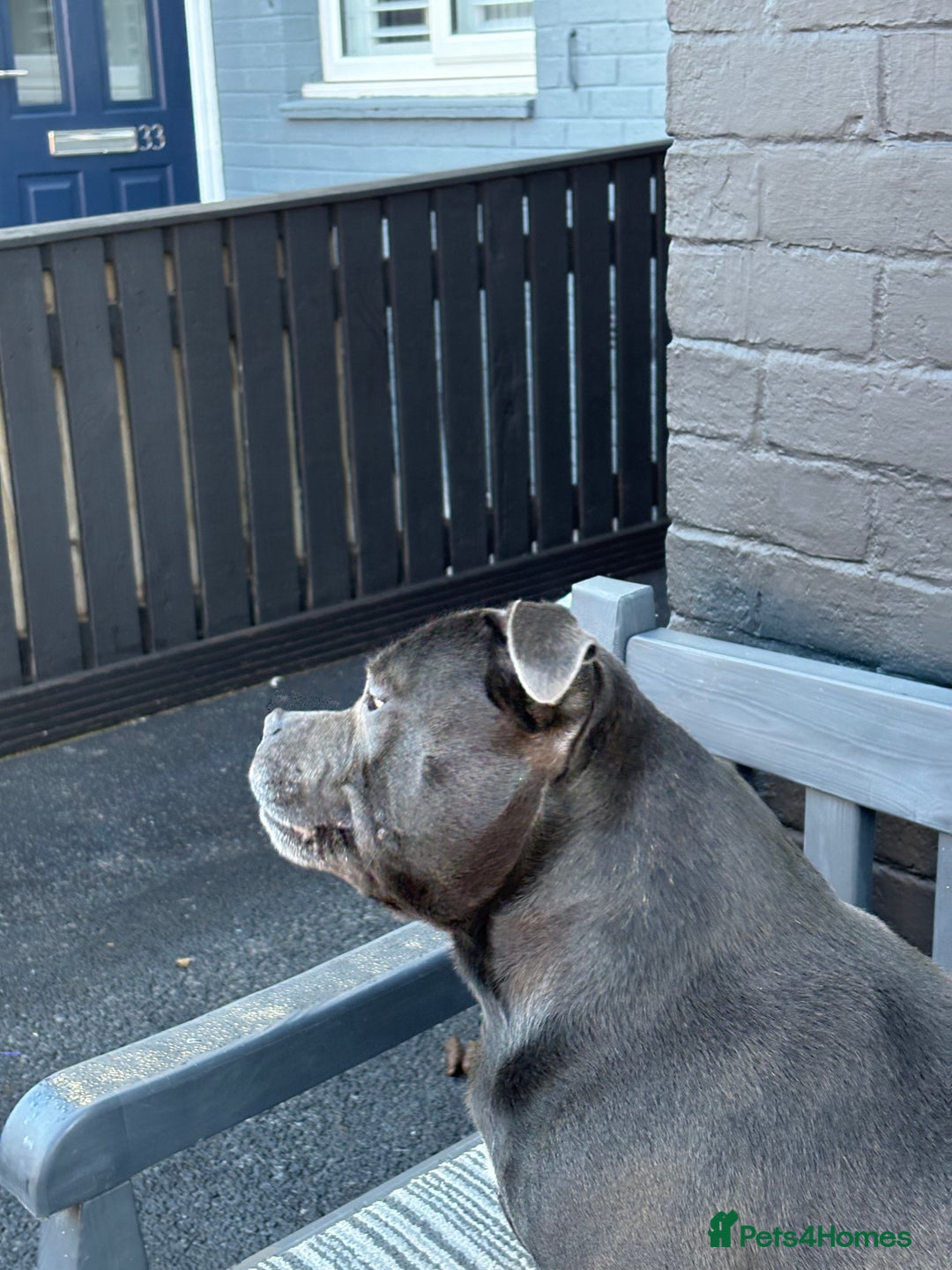 Staffordshire Bull Terrier dogs for stud: Butch King of Kirkdale Pedigree Stud - Advert 3