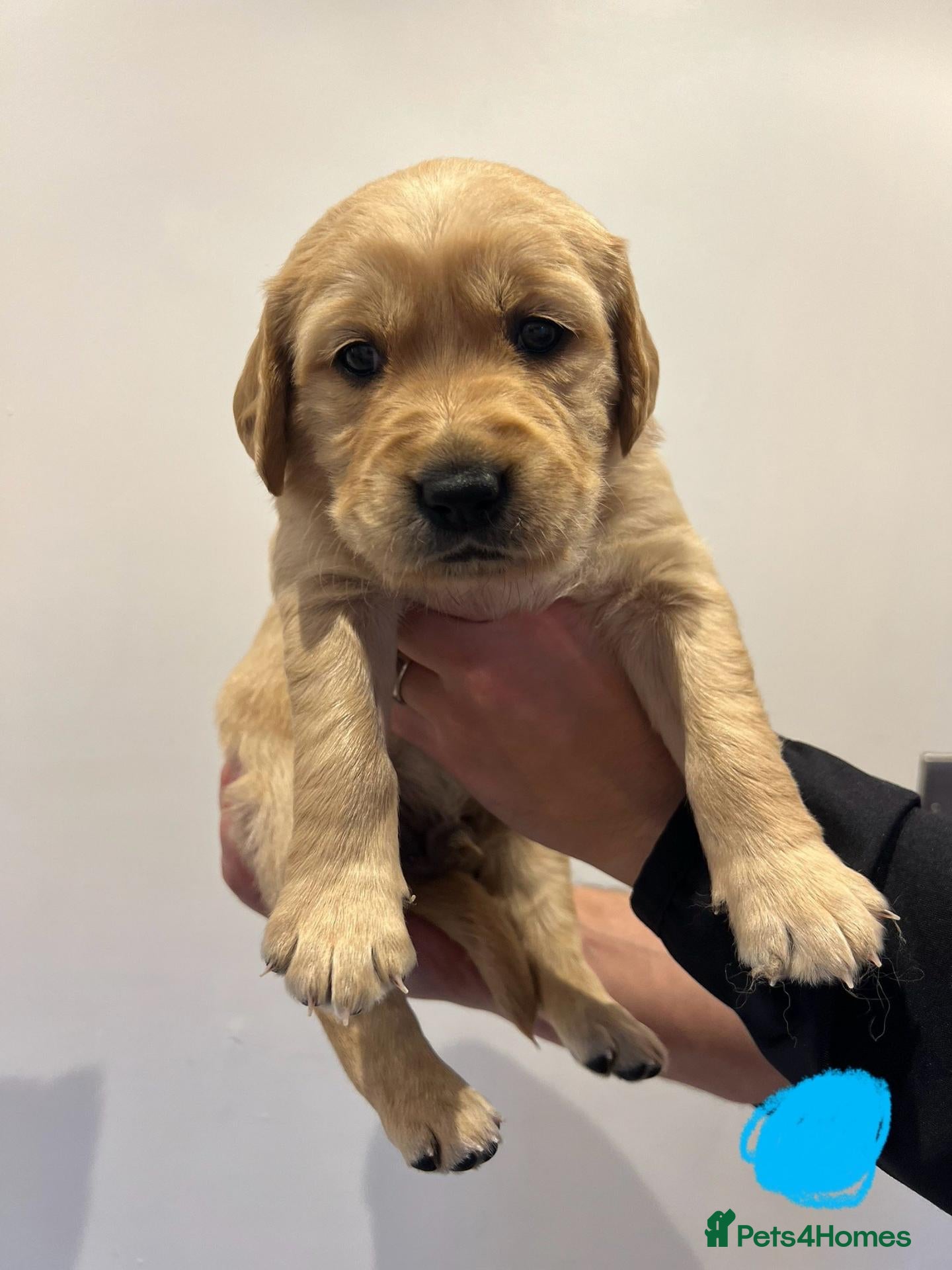 Golden Retriever dogs Beautiful Golden Retriever Puppies - Advert 2