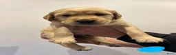 Golden Retriever dogs for sale: Beautiful Golden Retriever Puppies - Advert 1