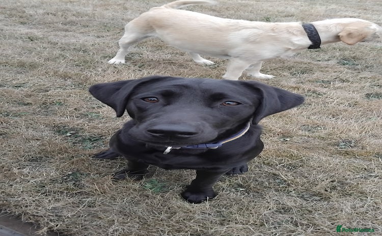 Labrador Retriever dogs - Advert 1