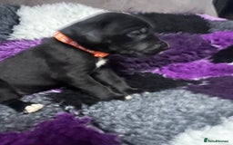 Great Dane dogs for sale: OUTSTANDING PURE BRED GREAT DANE PUPPIES FOR SALE - Image 15