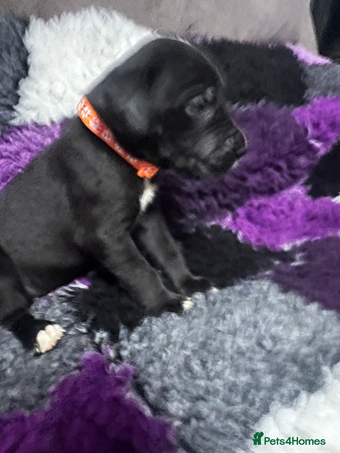 Great Dane dogs for sale: OUTSTANDING PURE BRED GREAT DANE PUPPIES FOR SALE - Image 15