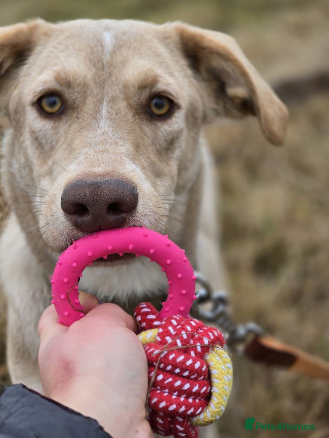 Mixed Breed dogs for adoption: ❤️ JENA – A Gentle 1 year old Girl ❤️ - Advert 12