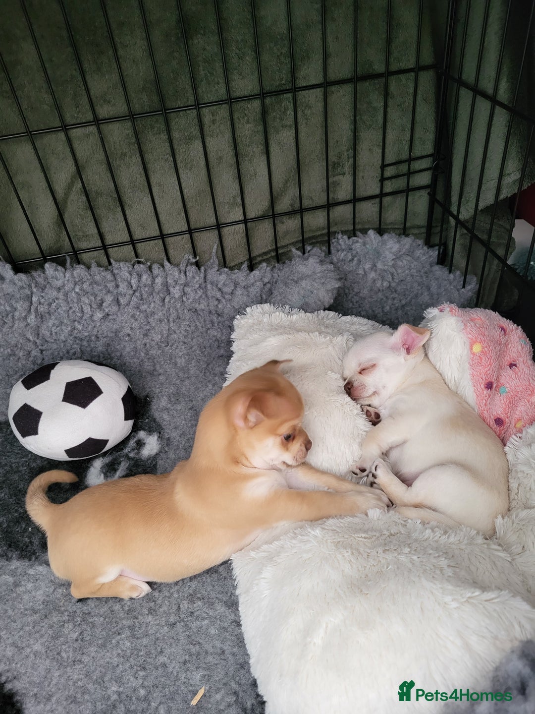 Chihuahua dogs for sale: Male chihuahua  - Image 5