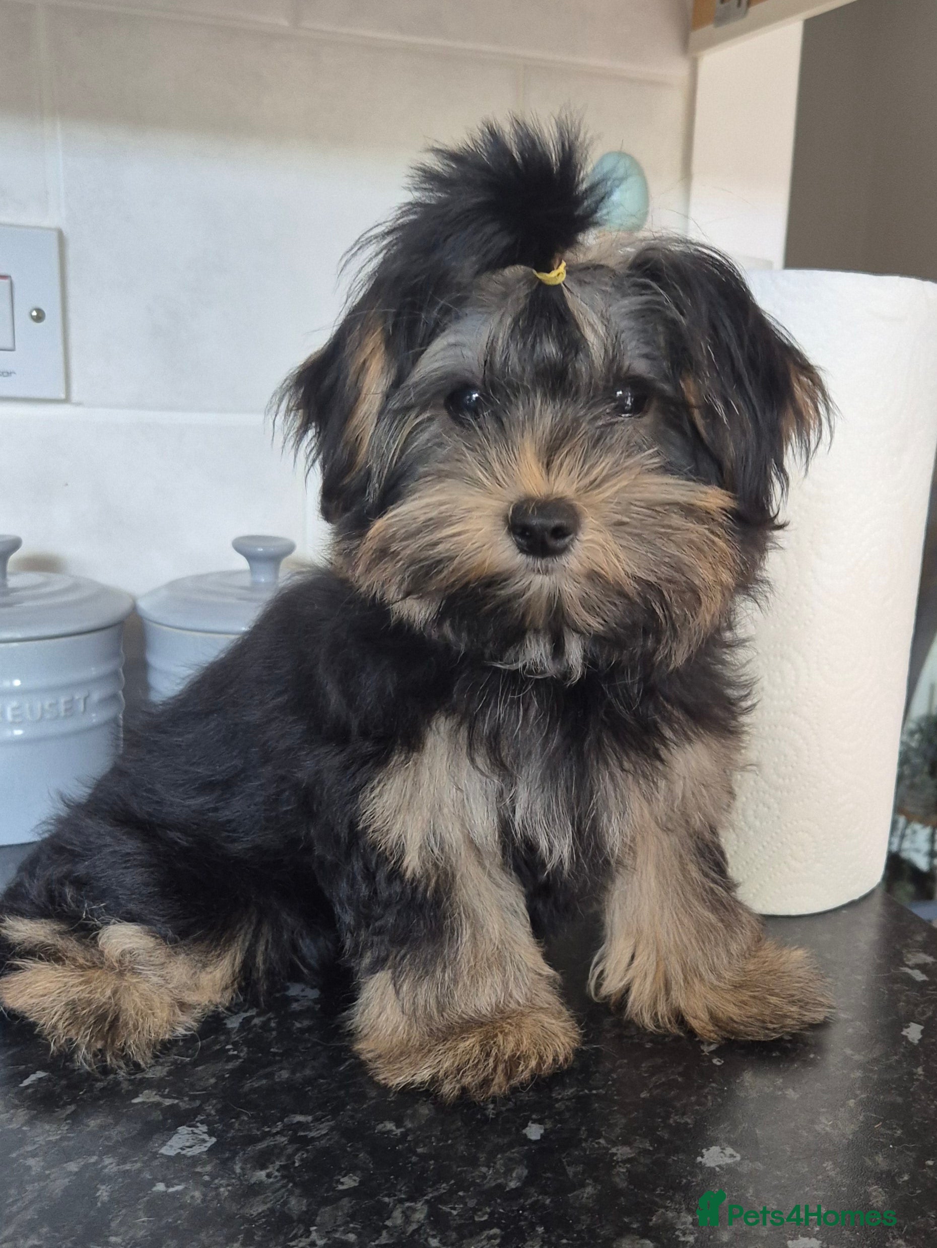 Yorkshire Terrier dogs Yorkshire terrier  - Advert 1