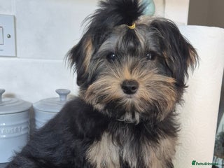 Yorkshire Terrier dogs Yorkshire terrier - Advert 1