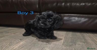Cockapoo dogs *1 boy left* Adorable cockapoo pups ready to go 🐶 - Advert 7