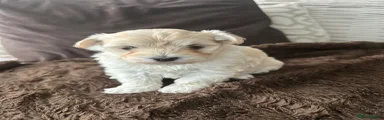 Maltipoo