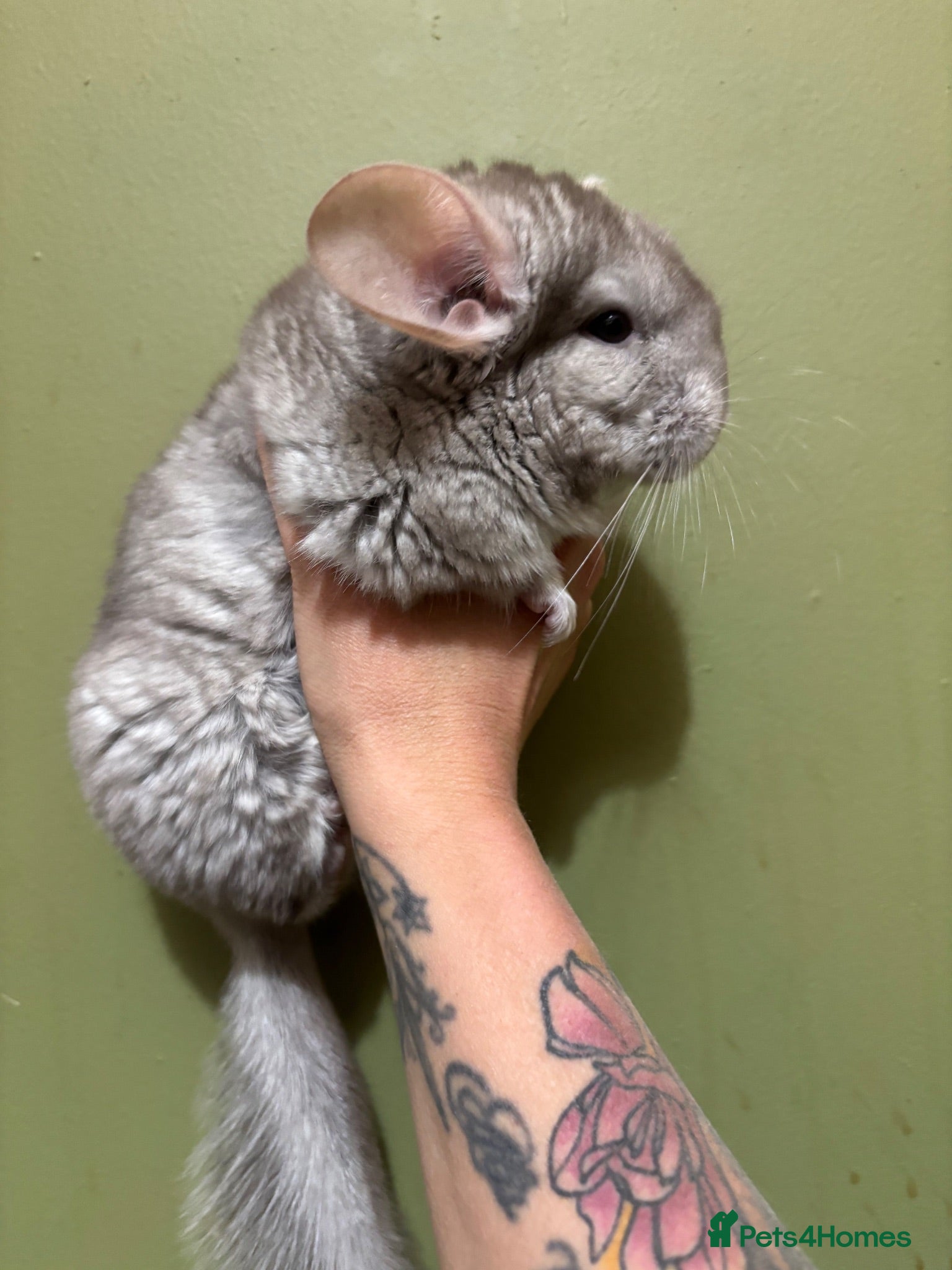 Chinchilla rodents Beige male twins. Tan female twins + ebony  boys  - Advert 11