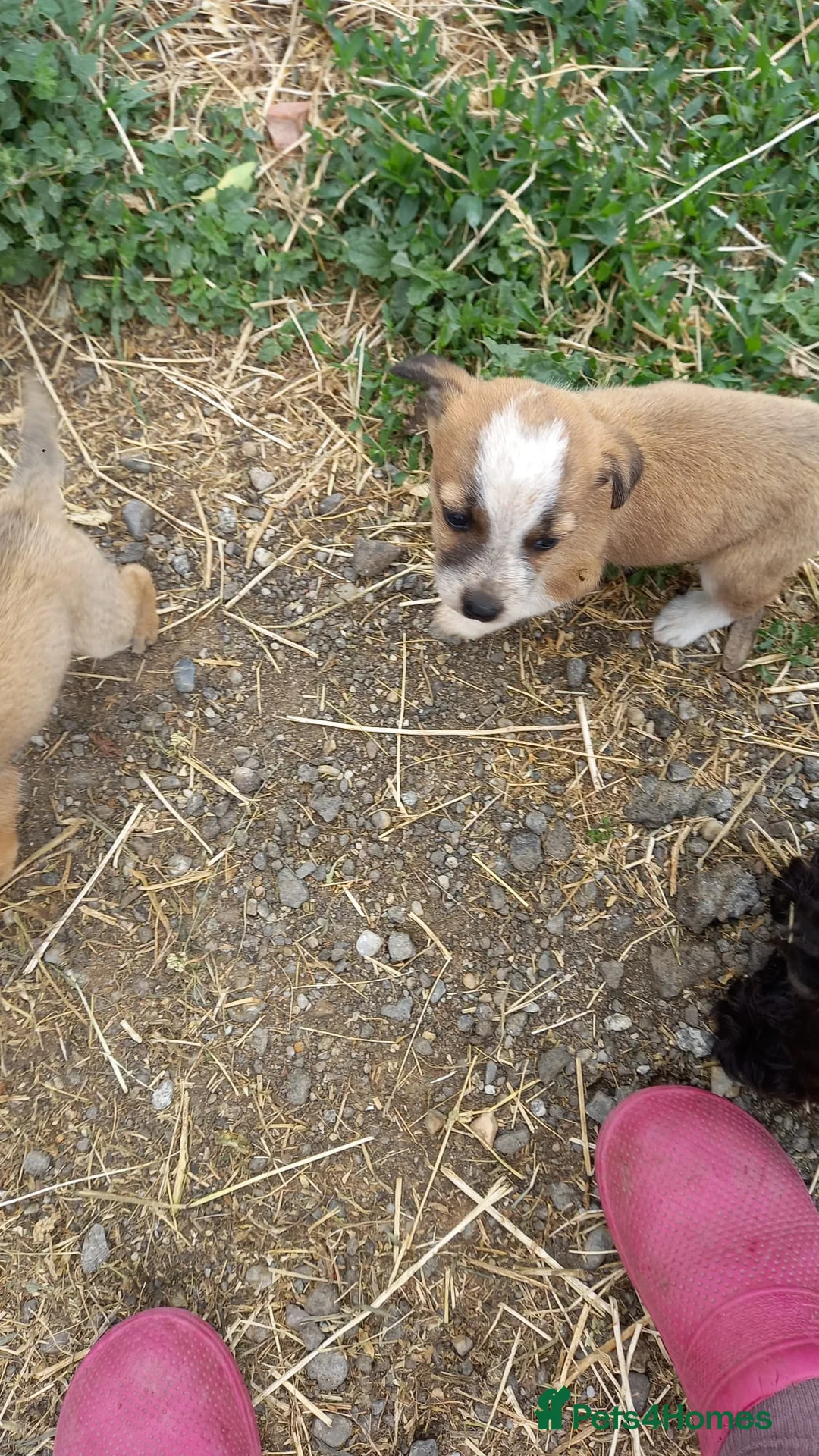 Mixed Breed dogs for adoption: 💖 Meet JESSICA 💖 - a story of Strength and Love - Advert 22