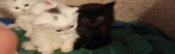 British Shorthair cats for sale: 4 super cute fluffy kittens  - Advert 22