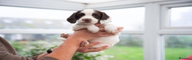 English Springer Spaniel Puppy 2