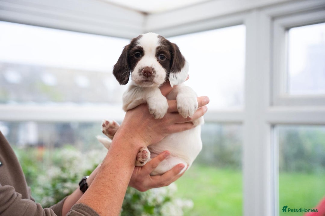 English Springer Spaniel dogs for sale: English Springer Spaniel  - Advert 3
